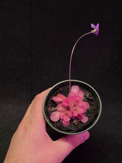 Pinguicula Johanna #08