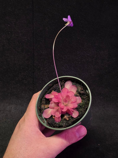 Pinguicula Johanna #08