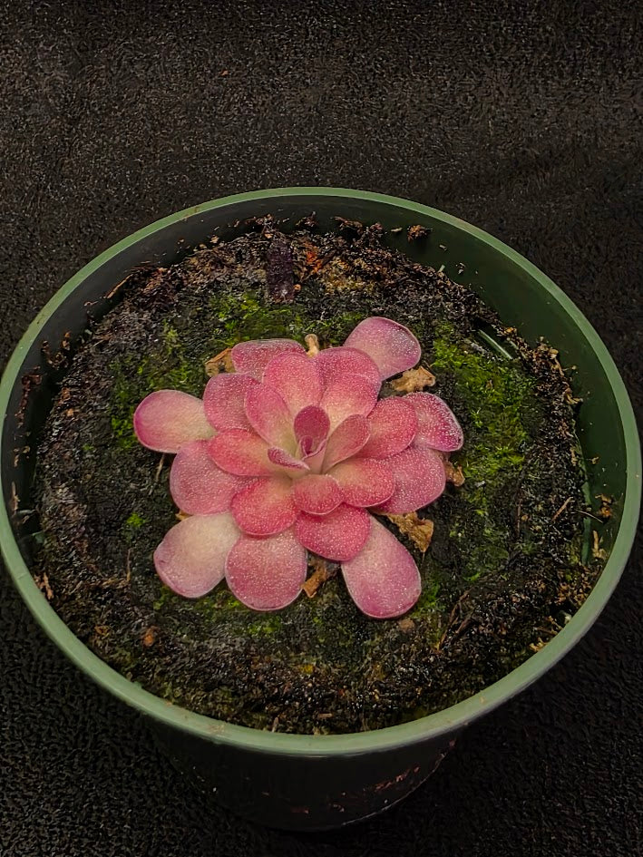 Pinguicula Johanna #09