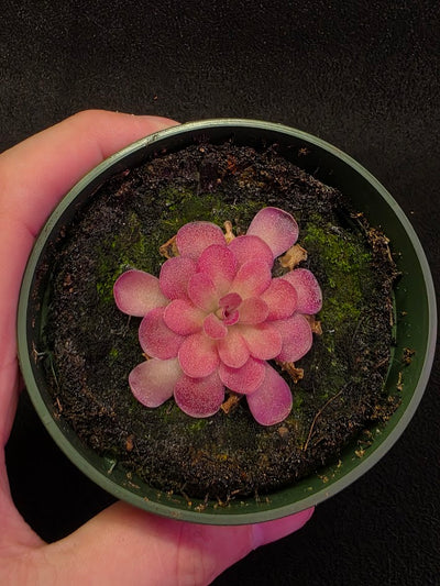 Pinguicula Johanna #09