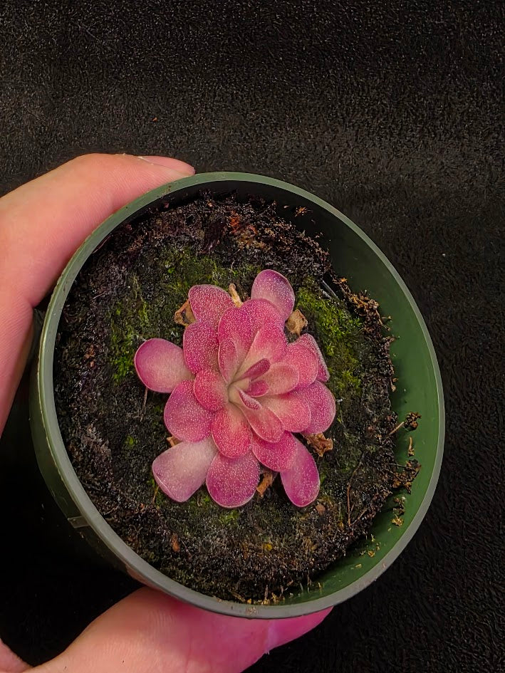 Pinguicula Johanna #09