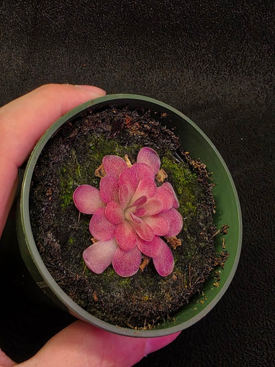 Pinguicula Johanna #09