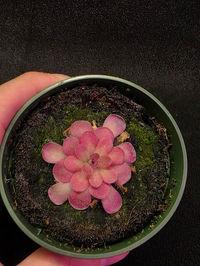 Pinguicula Johanna #09