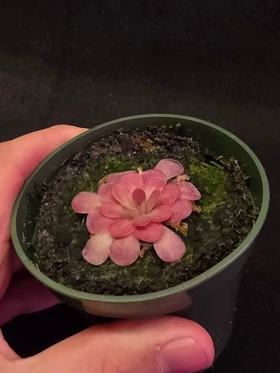 Pinguicula Johanna #09