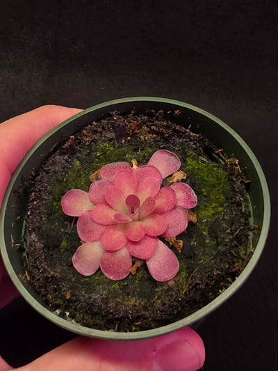 Pinguicula Johanna #09