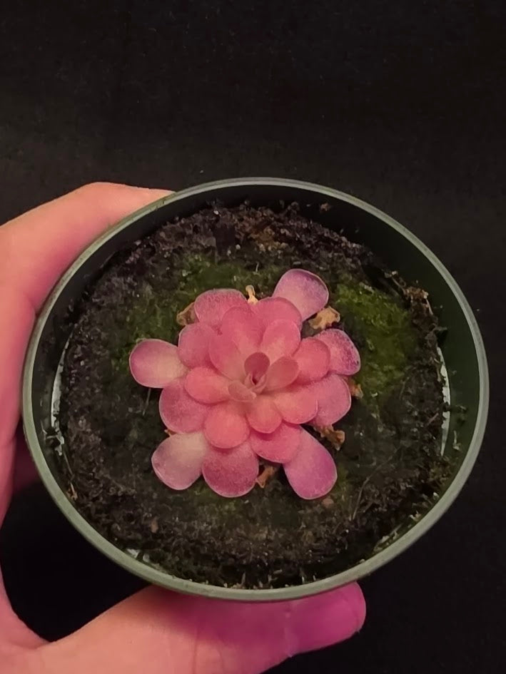 Pinguicula Johanna #09