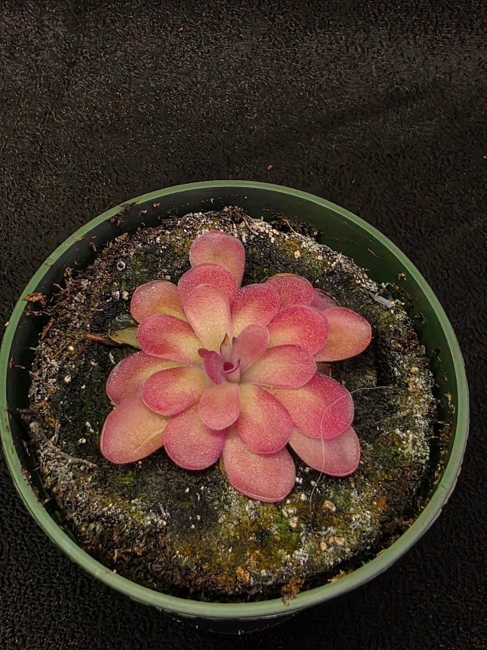 Pinguicula Johanna #10