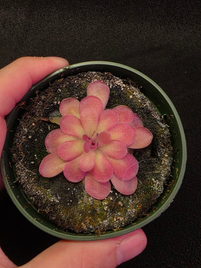 Pinguicula Johanna #10