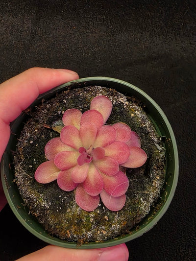 Pinguicula Johanna #10
