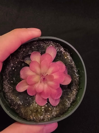 Pinguicula Johanna #10