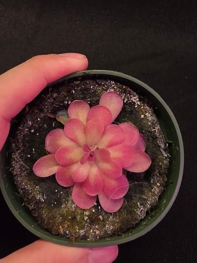 Pinguicula Johanna #10