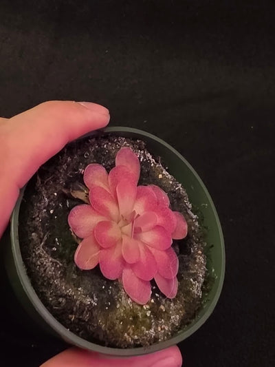 Pinguicula Johanna #10