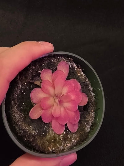 Pinguicula Johanna #10