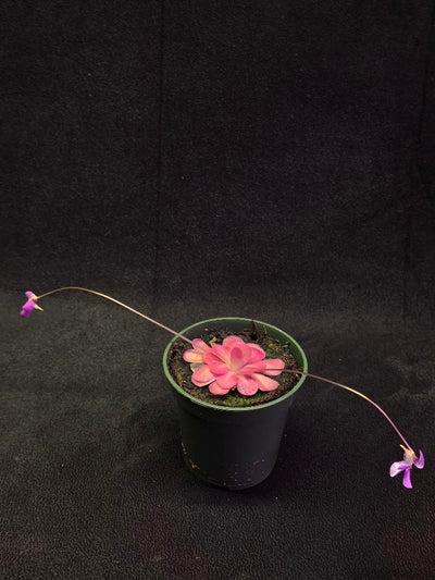 Pinguicula Johanna #11