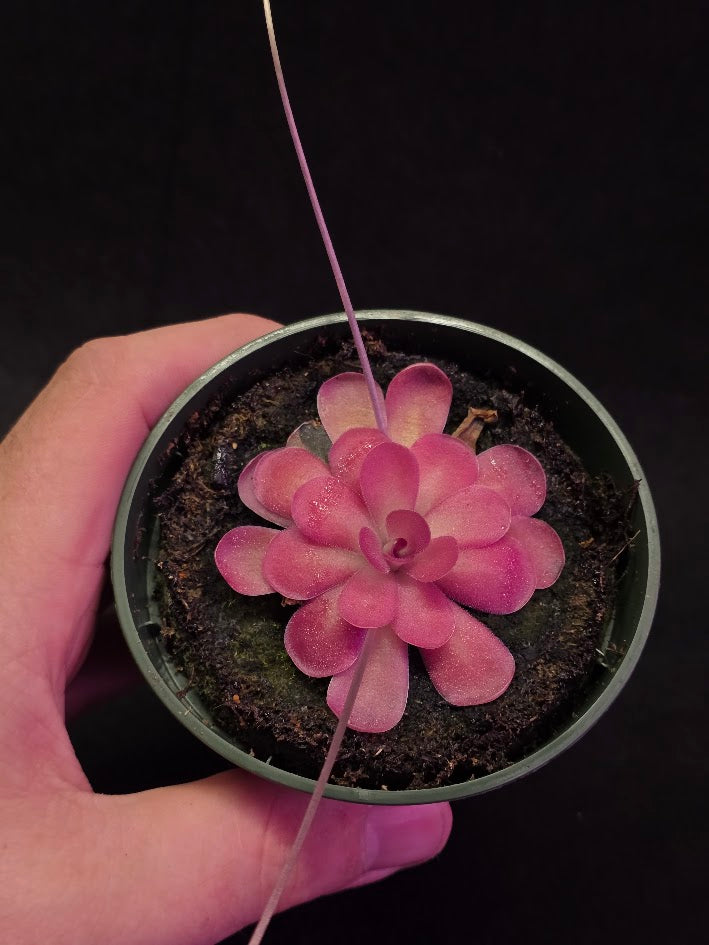 Pinguicula Johanna #11
