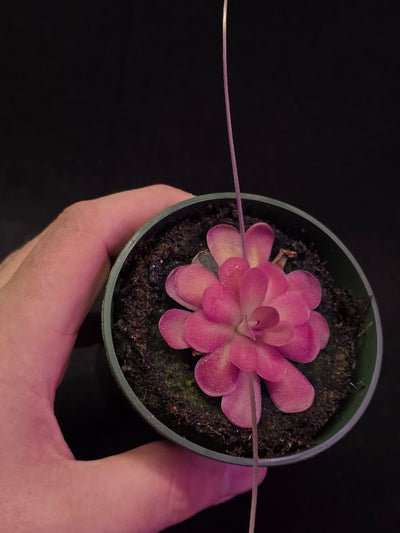 Pinguicula Johanna #11