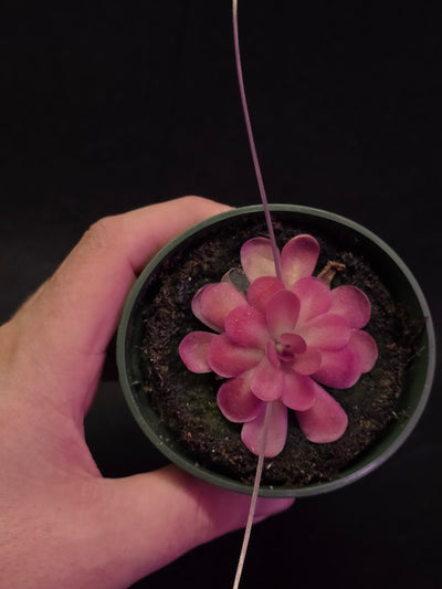 Pinguicula Johanna #11