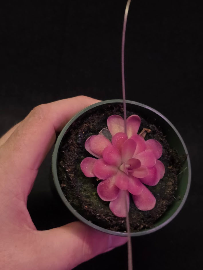 Pinguicula Johanna #11