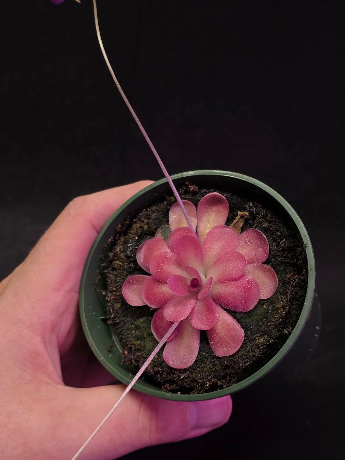 Pinguicula Johanna #11