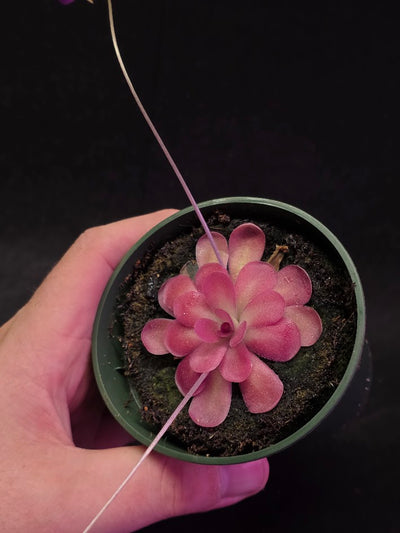 Pinguicula Johanna #11