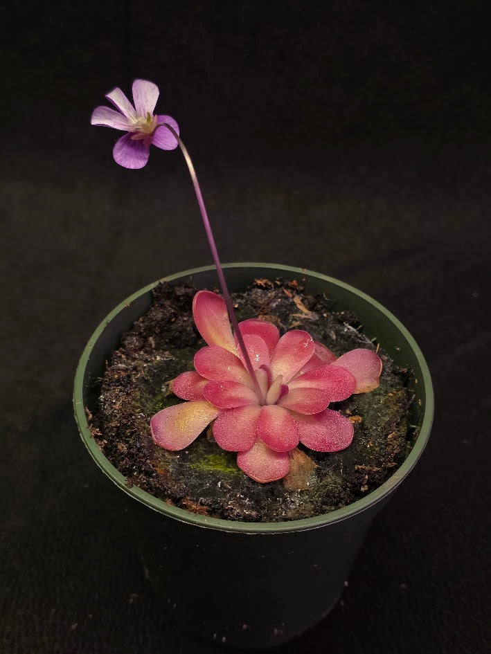 Pinguicula Johanna #12