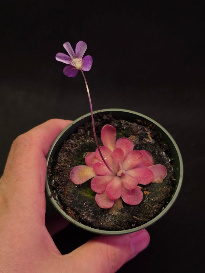 Pinguicula Johanna #12