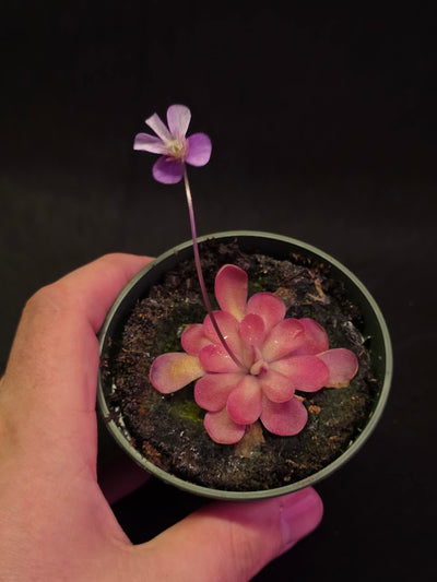 Pinguicula Johanna #12