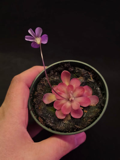Pinguicula Johanna #12