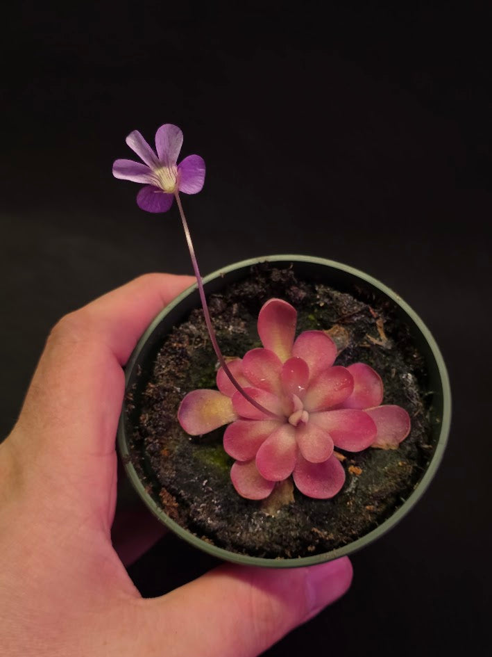 Pinguicula Johanna #12