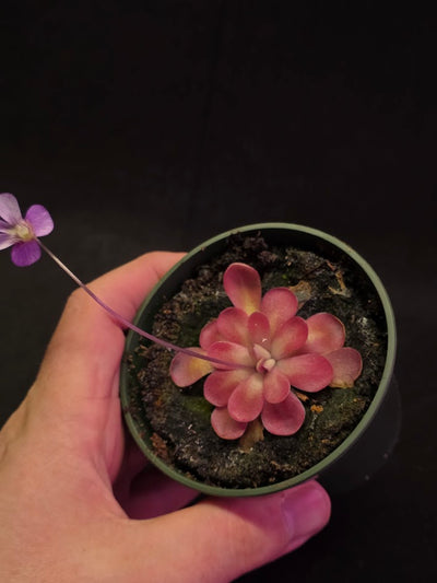 Pinguicula Johanna #12