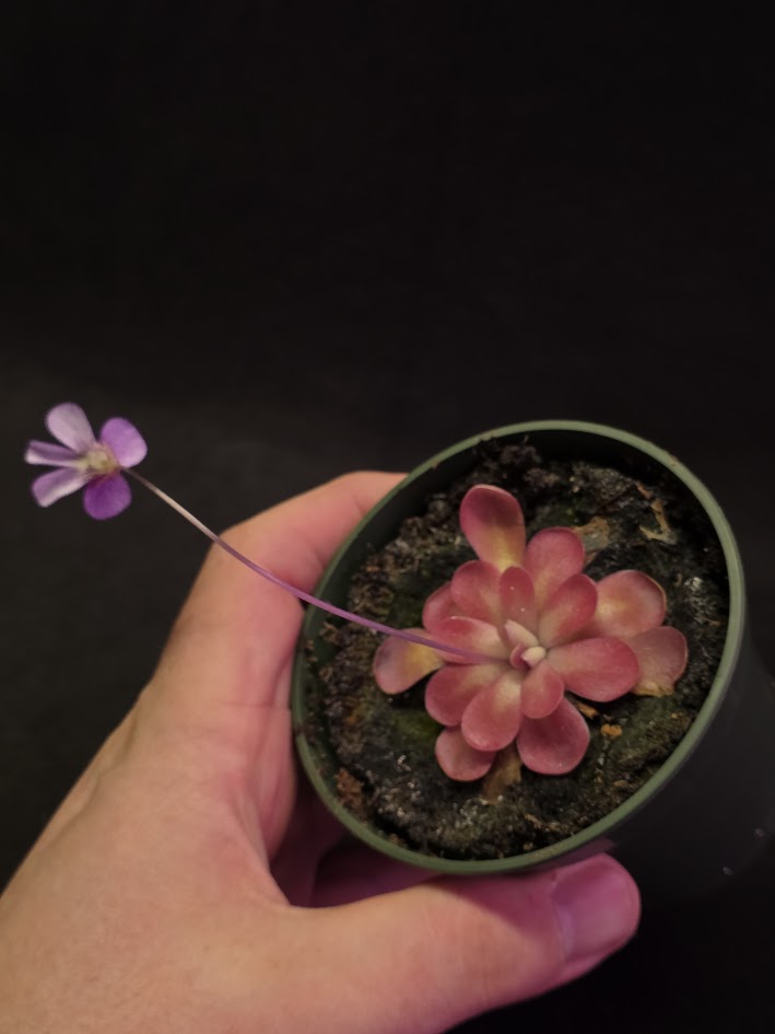 Pinguicula Johanna #12