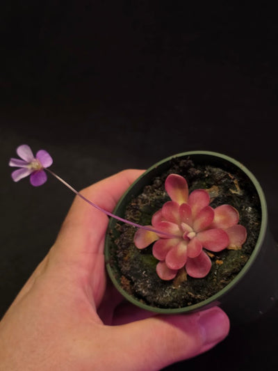 Pinguicula Johanna #12
