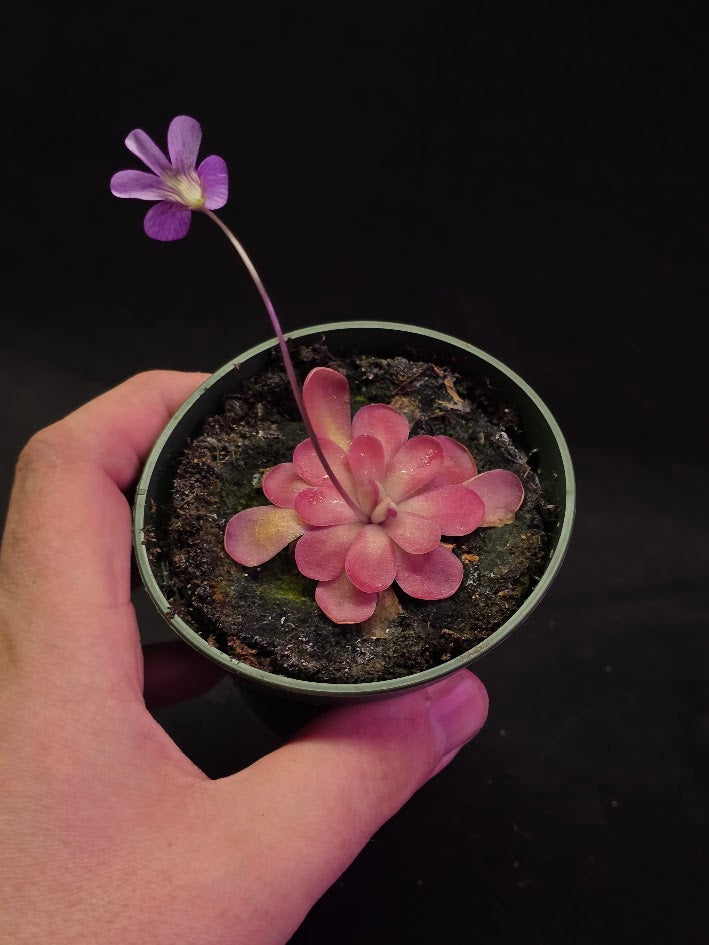 Pinguicula Johanna #12