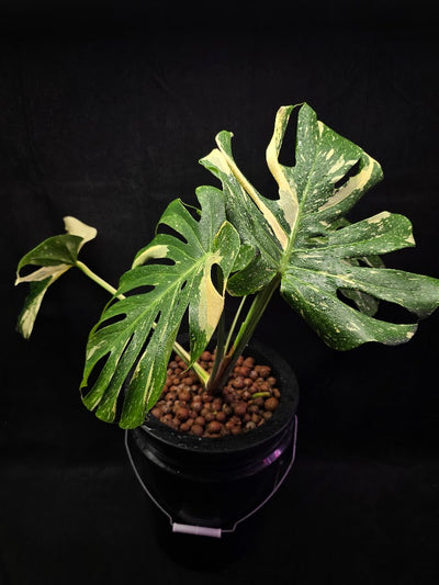 Monstera Thai Constellation Highly Variegated Hydroponic 5 Gallon System #01