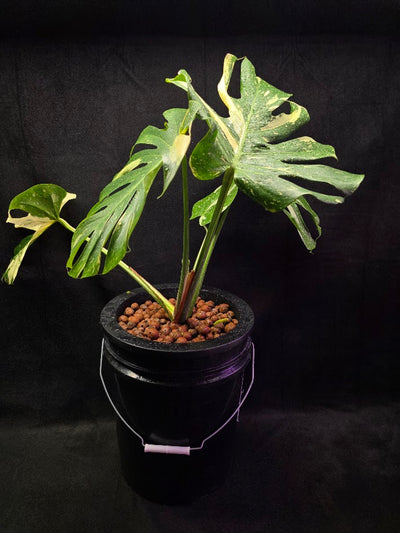 Monstera Thai Constellation Highly Variegated Hydroponic 5 Gallon System #01
