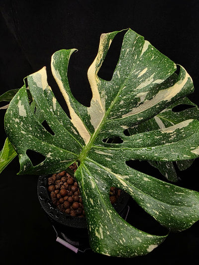 Monstera Thai Constellation Highly Variegated Hydroponic 5 Gallon System #01
