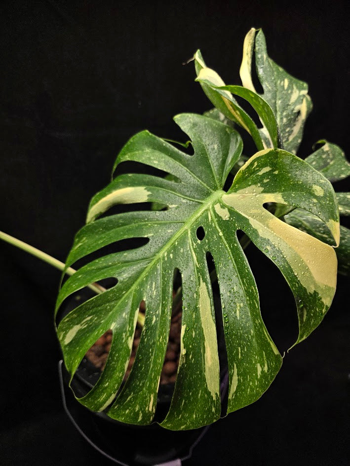 Monstera Thai Constellation Highly Variegated Hydroponic 5 Gallon System #01