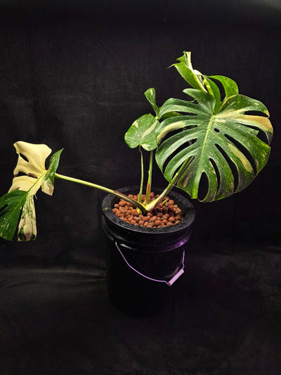 Monstera Thai Constellation Highly Variegated Hydroponic 5 Gallon System #01