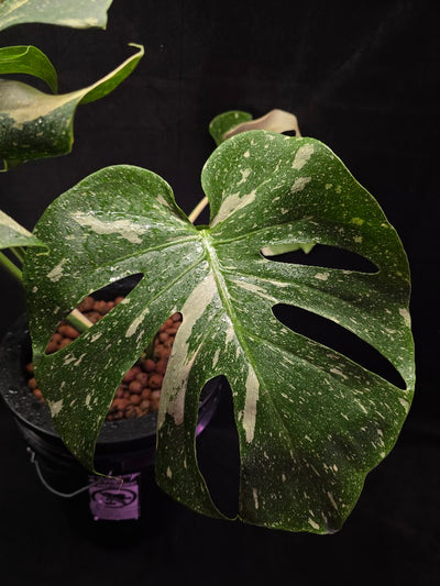 Monstera Thai Constellation Highly Variegated Hydroponic 5 Gallon System #01
