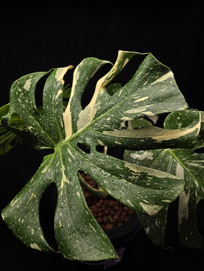 Monstera Thai Constellation Highly Variegated Hydroponic 5 Gallon System #01