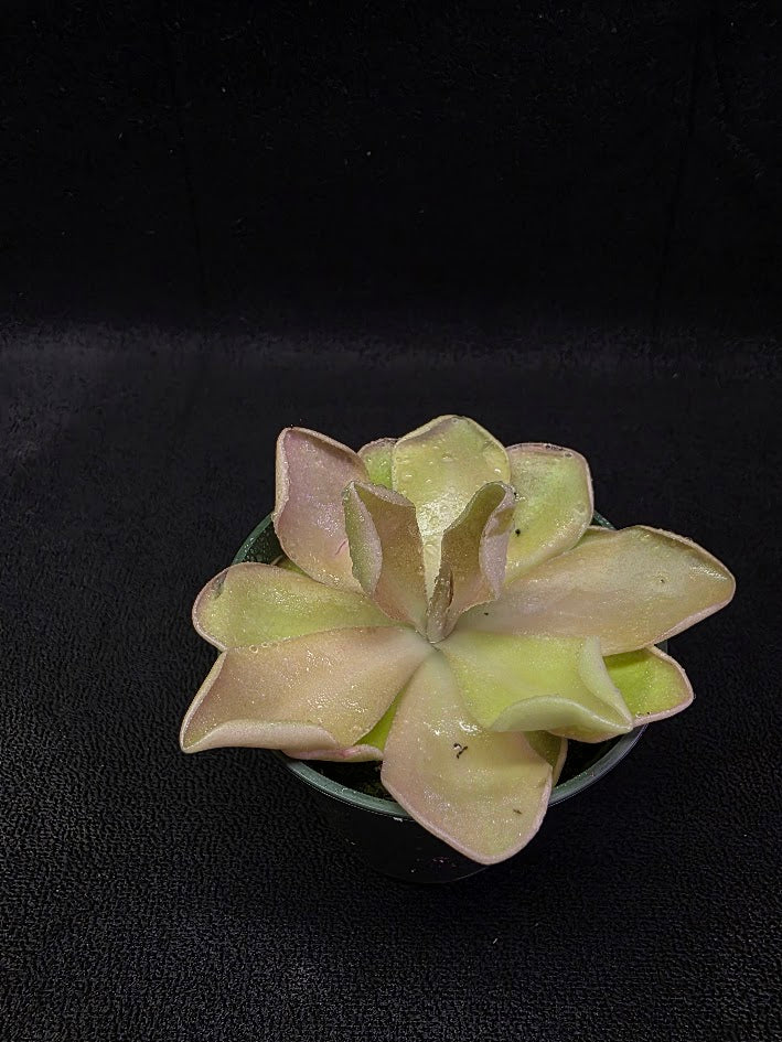 Pinguicula Blush #03