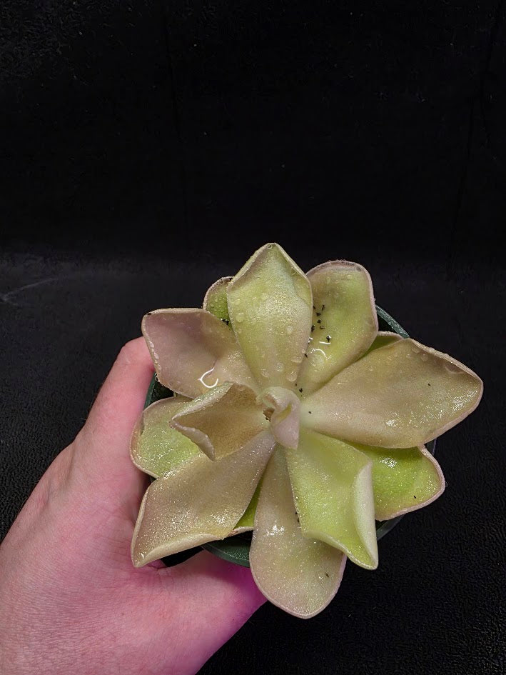 Pinguicula Blush #03
