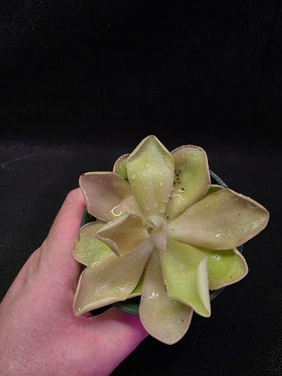 Pinguicula Blush #03