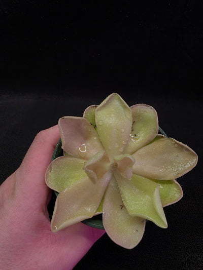 Pinguicula Blush #03