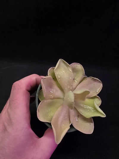Pinguicula Blush #03