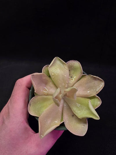 Pinguicula Blush #03