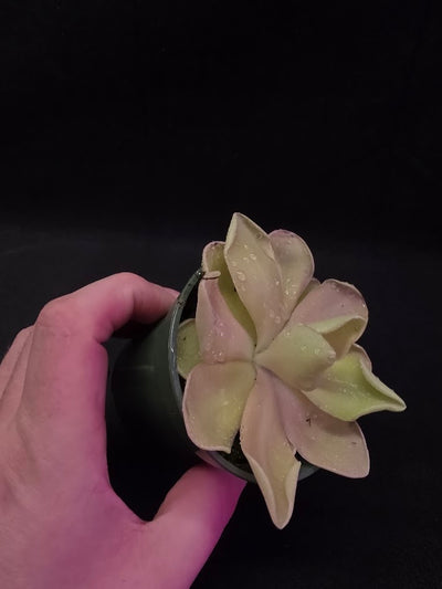 Pinguicula Blush #03