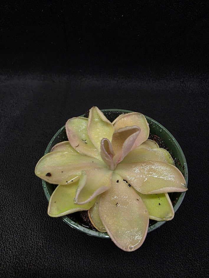 Pinguicula Blush #04