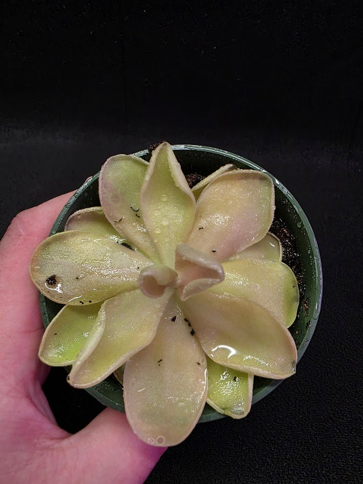 Pinguicula Blush #04