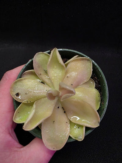 Pinguicula Blush #04